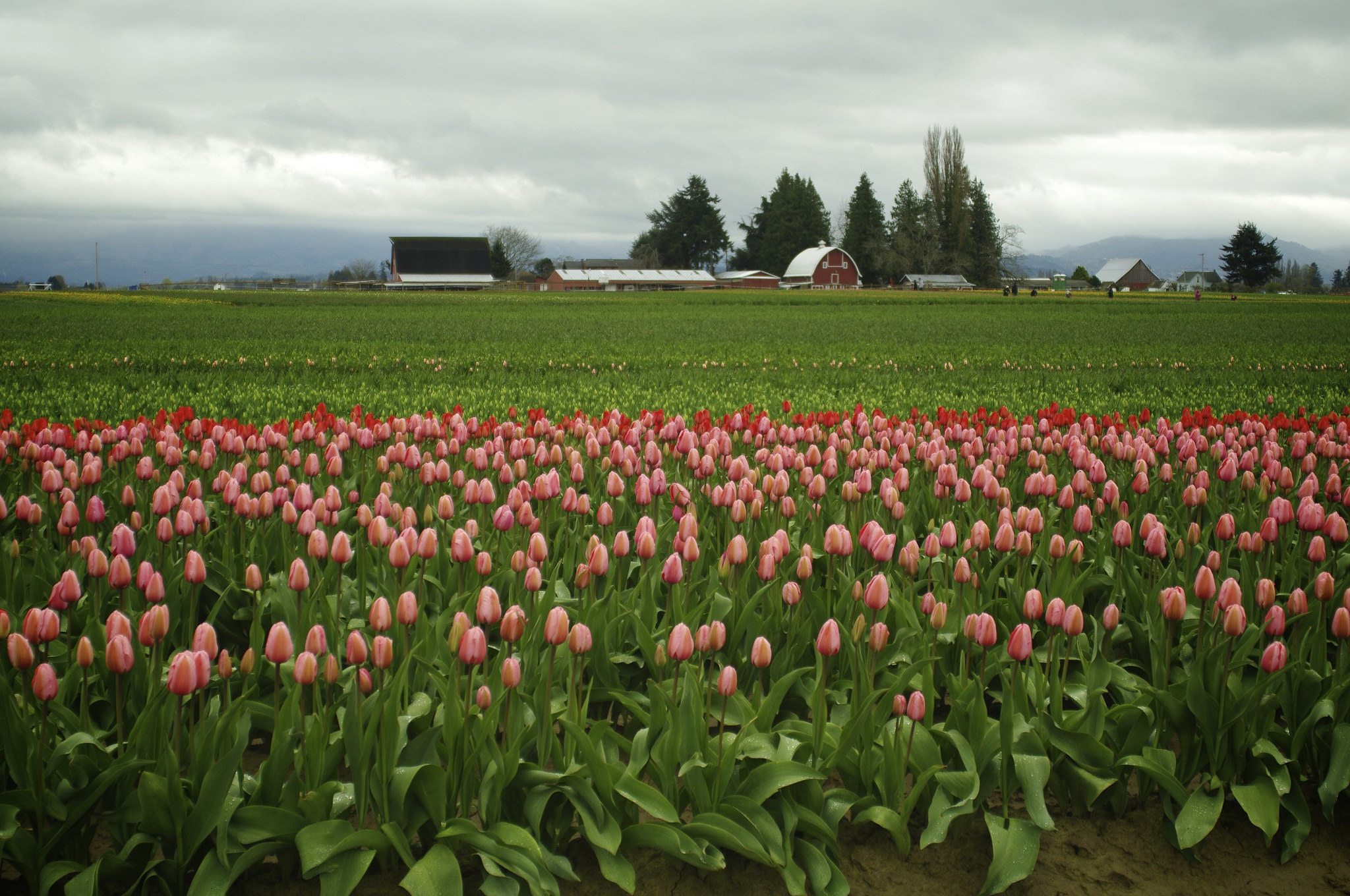 Skagit Valley